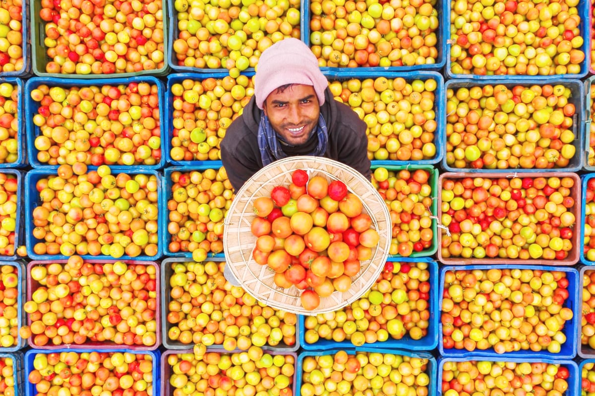 A man holds a basket full of fresh tomatoes